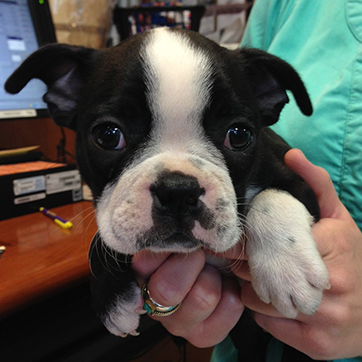 Boston Terrier Puppy @ 8 weeks old