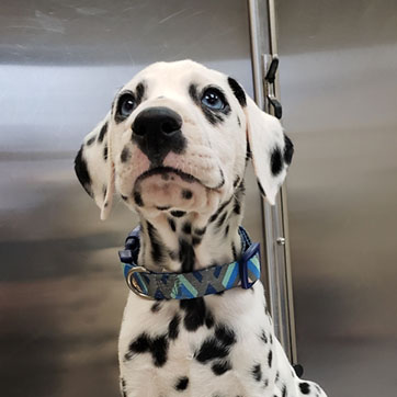 Dalmation