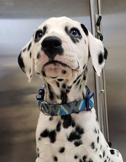 Dalmation