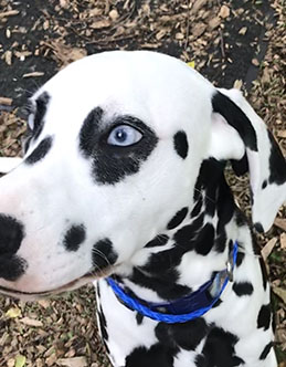 Dalmation