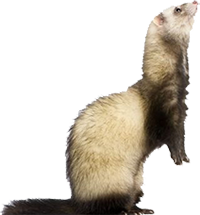 Ferret